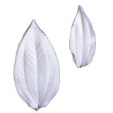 SK Great Impressions Leaf Veiner Tibouchinia 7cm L