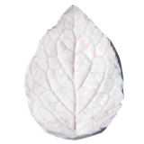 SK-GI Leaf Veiner Nettle- Ornamental (Lamium) Small 3.5cm