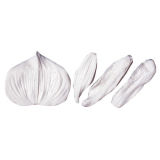 SK Great Impressions Petal Veiner Orchid Slipper Paphiopedalum (4 Parts)
