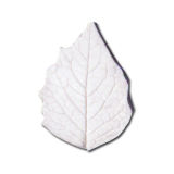 SK-GI Leaf Veiner Physalis (Chinese Lantern) Medium/Small 5.0/4.0cm