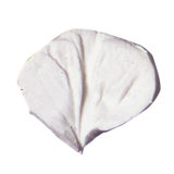 SK-GI Petal Veiner Nasturtium (Tropaelenum) 3.5cm