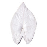 SK-GI Leaf Veiner Caladium ( Angels Wings) Very Large 12.0cm