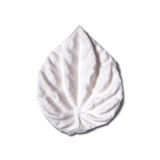 SK-GI Leaf Veiner Peperomia Medium 5.0cm
