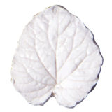 SK-GI Leaf Veiner Campanula (Bellflower) 4.0cm