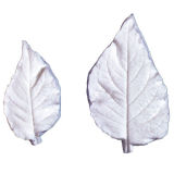 SK-GI Leaf Veiner Datura Extra Large 10.5cm
