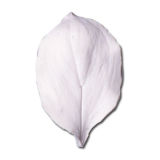 SK Great Impressions Leaf Veiner Rose (Ruscus)