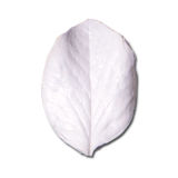 SK-GI Leaf Veiner Protea Narrow 8.0cm