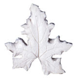 SK-GI Leaf Veiner Bryony- White (Cretica) 5.0/4.0cm Set of 2