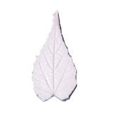 SK-GI Leaf Veiner Flowering Maple (Abutilon Striatum) Large 7.5cm