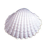 SK-GI Silicone Mould Shell Prickle Cockle