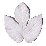 SK-GI Leaf Veiner Hops (Humulus) Large 6.5cm
