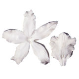 SK Great Impressions Petal Veiner Orchid Odontoglossum
