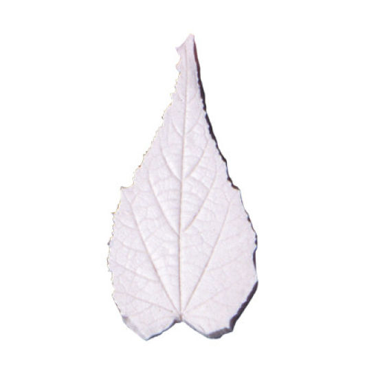 SK-GI Leaf Veiner Flowering Maple (Abutilon Striatum) Extra Large 8cm