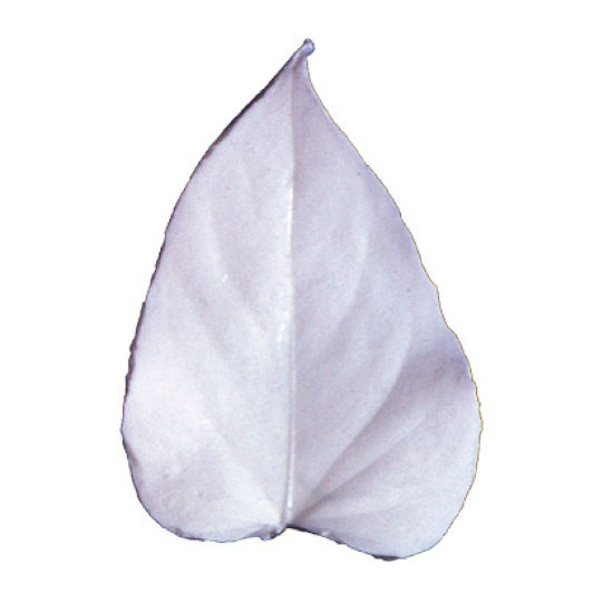 SK-GI Leaf Veiner Anthurium Extra Large 11.5cm